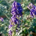 Aconite