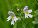 Euphrasia