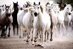 Herd of horses running