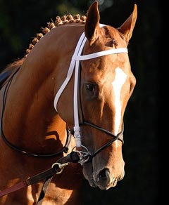 Horse glamour headshot