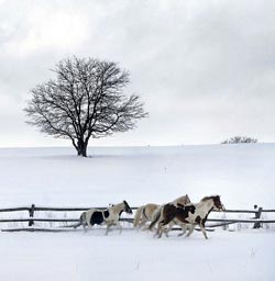 Horses in snow