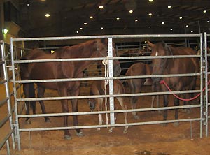 Joy and friends at auction