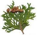 Thuja