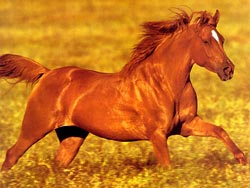 Horse running